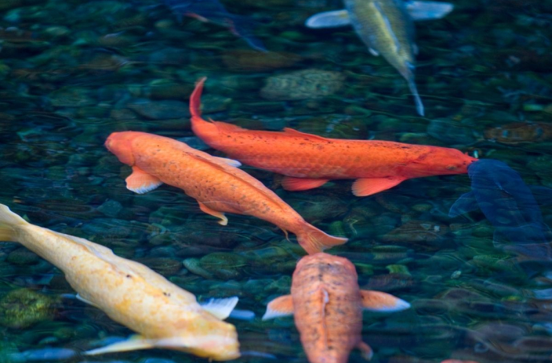 Koi Fish Pond