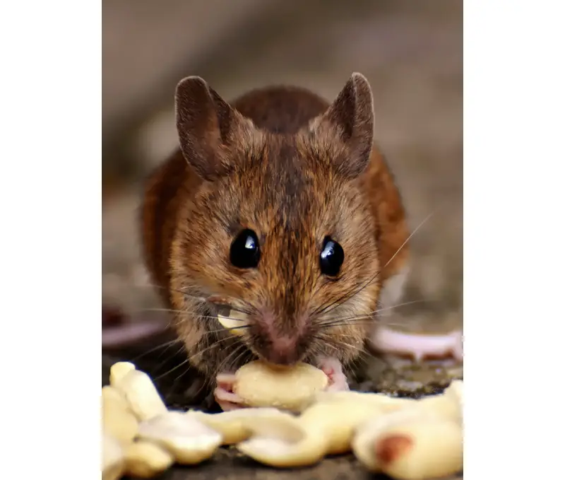 Rodent control in Toronto